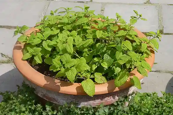 Lemon Balm Recipe for Weight Loss