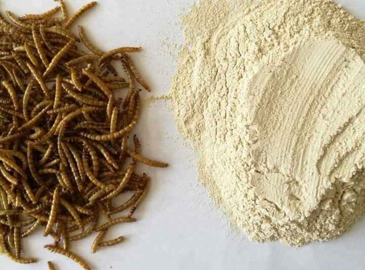 Is Protein Powder Made from Worms? Worm Your Way to the Truth!