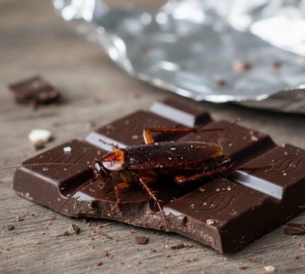 cockroach in chocolate